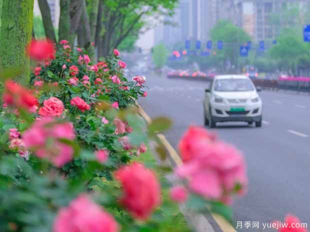 長沙月季應用和景觀圖集(圖1)