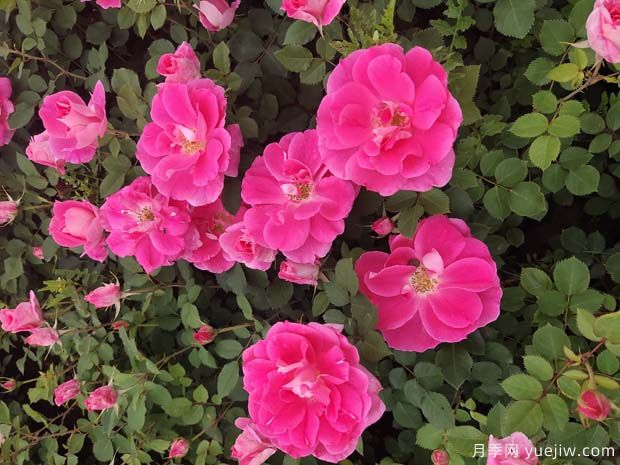 工程盆栽月季品種，買月季花到南陽月季種植基地(圖3)