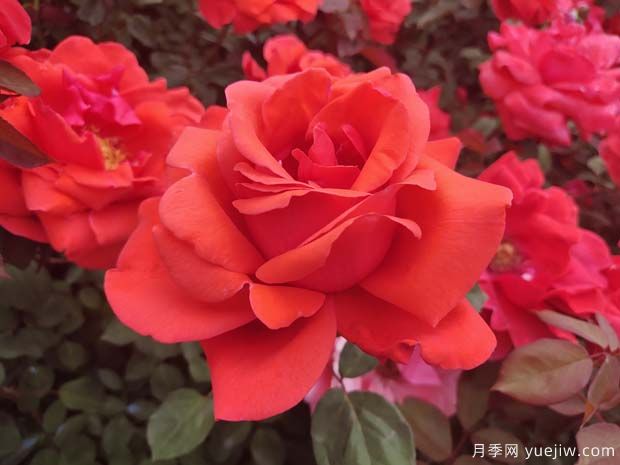 十個(gè)經(jīng)典大花月季品種介紹，花香濃郁，花朵大似巴掌(圖2)