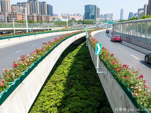 鄭州月季花路，生態(tài)廊道彩繪綠都花季(圖2)