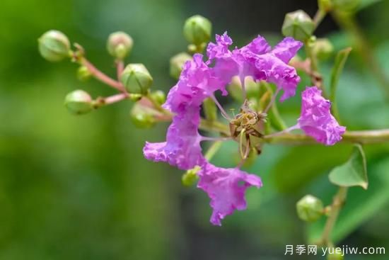 植物專類園帶火的苗木有哪些，月季園火了(圖3)