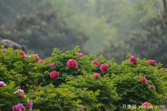 植物專類園帶火的苗木有哪些，月季園火了(圖2)