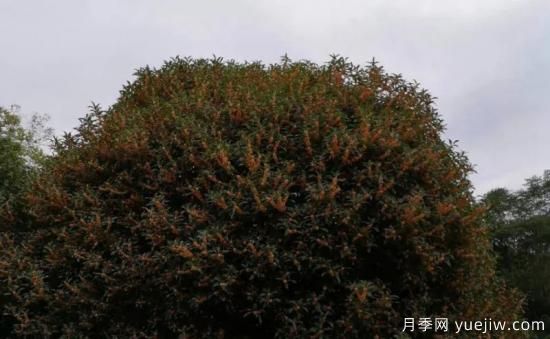 植物專類園帶火的苗木有哪些，月季園火了(圖8)