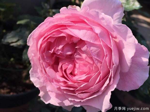 伊芙馬蒂諾風琴月季/奧爾岡蒂諾(圖2)