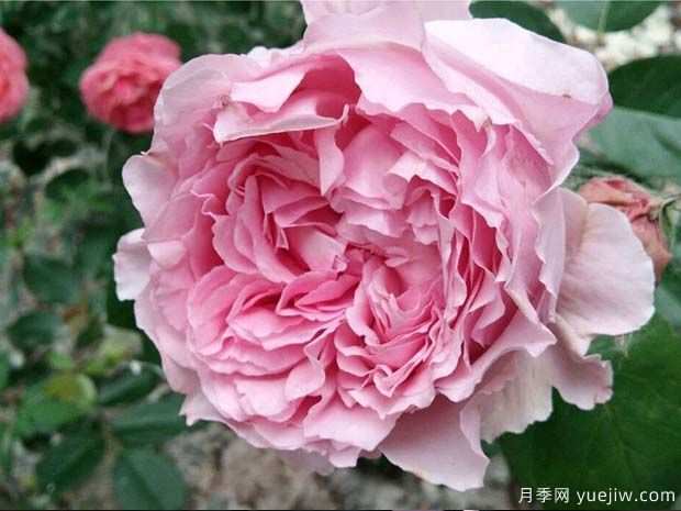 伊芙馬蒂諾風琴月季/奧爾岡蒂諾(圖3)