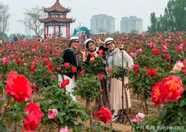 濰坊昌樂：西湖月季盛放期，五一假期花海來襲(圖3)