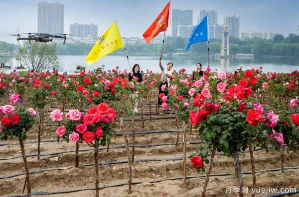 濰坊昌樂：西湖月季五月天 百畝花海采風(fēng)季(圖2)