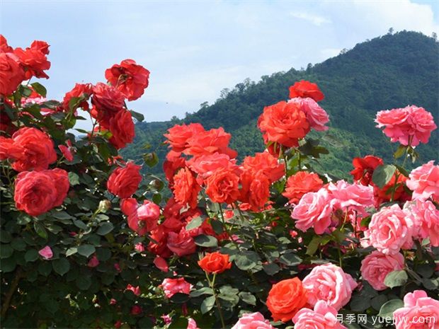 南陽市月季國(guó)家林木種質(zhì)資源庫(kù)成立，打造南陽月季甲天下(圖1)