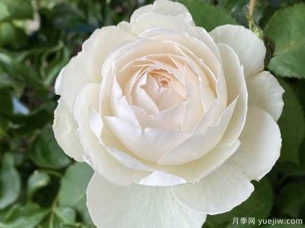 天鵝古董月季的優(yōu)缺點是什么？(圖1)