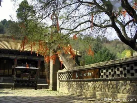 公認(rèn)的9種頂級古樹名木是哪些？(圖1)