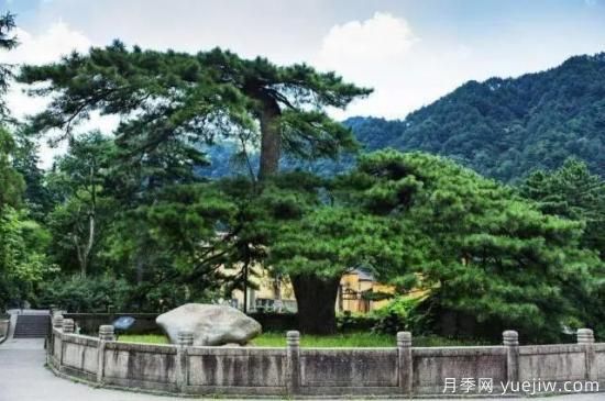 公認(rèn)的9種頂級古樹名木是哪些？(圖4)