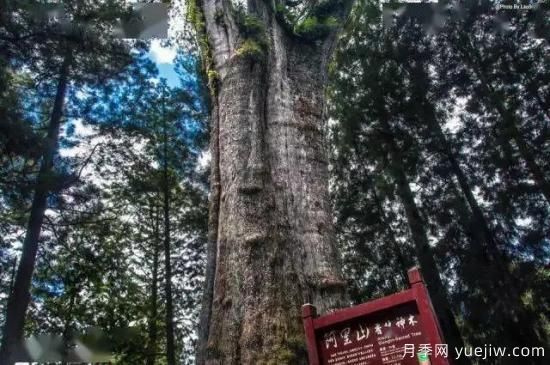 公認(rèn)的9種頂級古樹名木是哪些？(圖6)