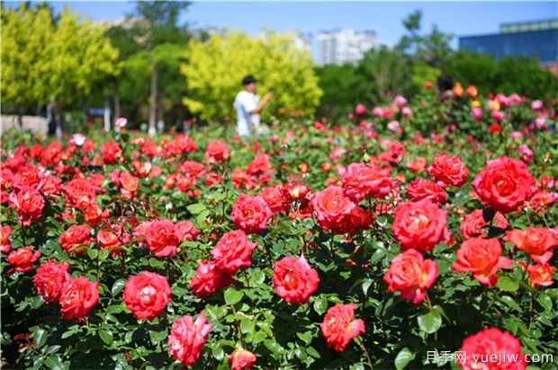 月季花黑斑病如何防治呢？(圖1)