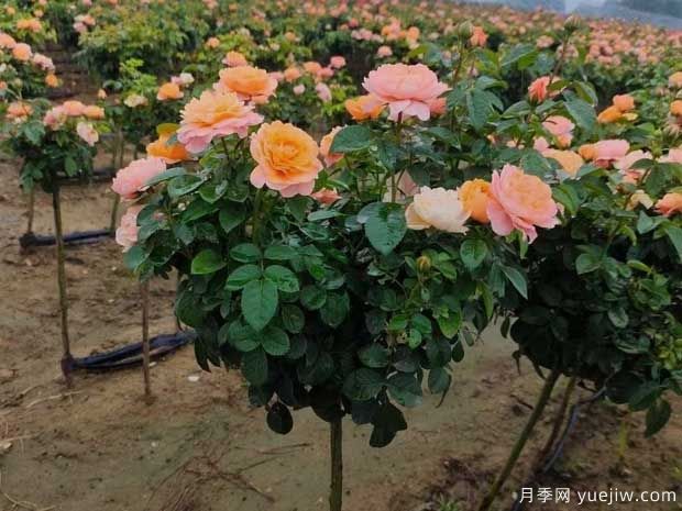 月季夏天澆水的正確方式是什么？(圖1)