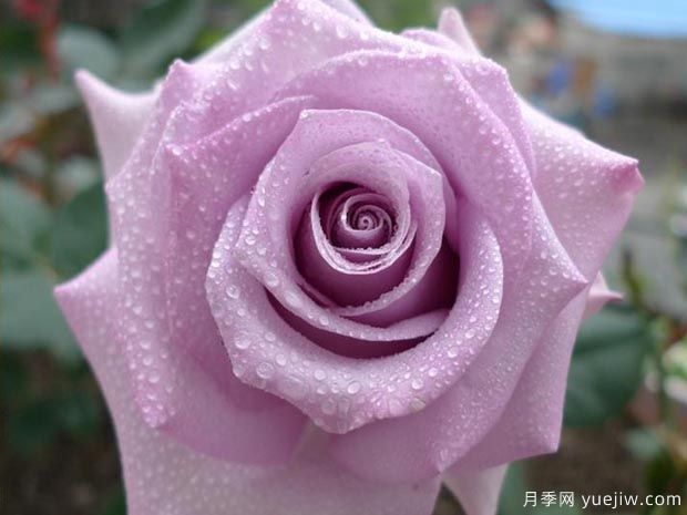 絕美玫瑰品種推薦，綻放浪漫的16個(gè)常見(jiàn)玫瑰(圖2)