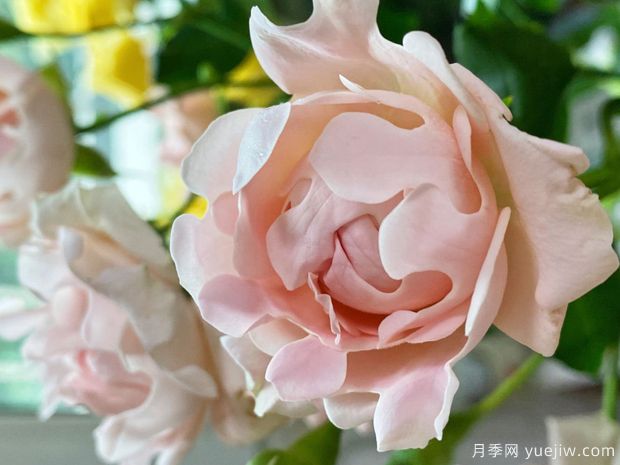 ?？麑殞氃录?蘇芬月季(圖1)