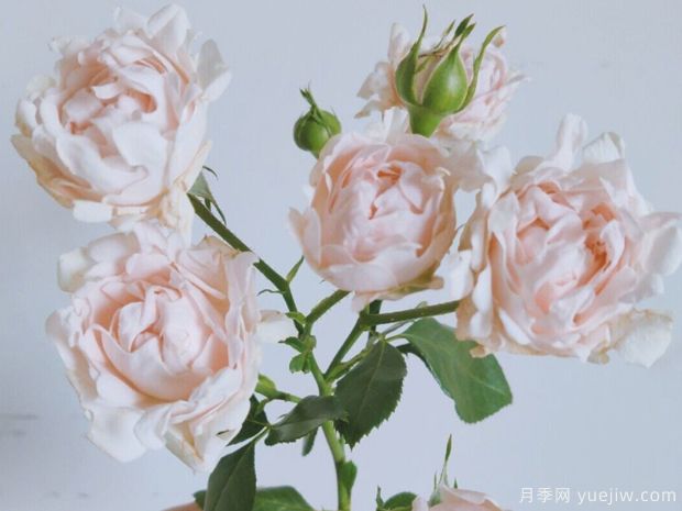 ?？麑殞氃录?蘇芬月季(圖3)