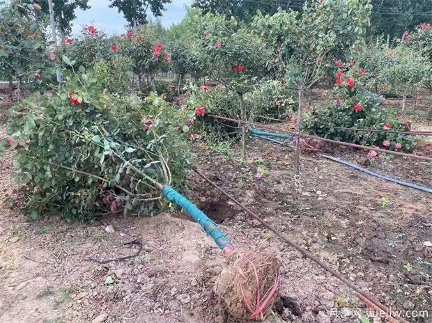 什么苗苗木要帶土球？什么花苗不用帶土球？(圖1)