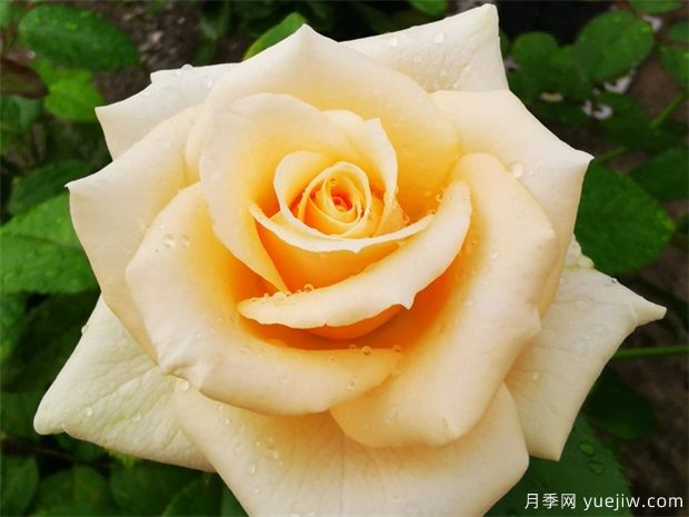 昆明斗南市場熱銷的十大切花玫瑰有哪些？(圖1)