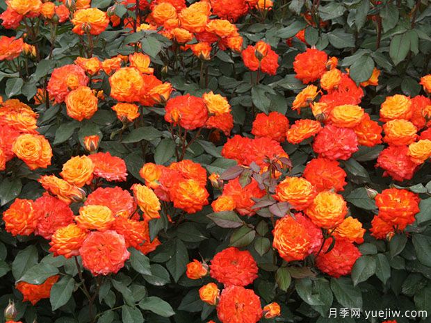 推薦8款豐花月季品種介紹，花滿枝頭，園林應(yīng)用花量多(圖6)