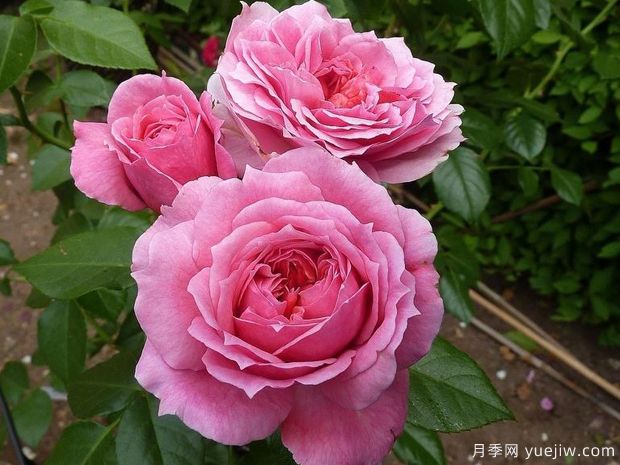 蘋果點(diǎn)心月季(圖2)