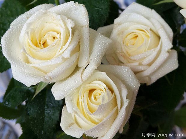 月亮王陽(yáng)臺(tái)月季(圖5)