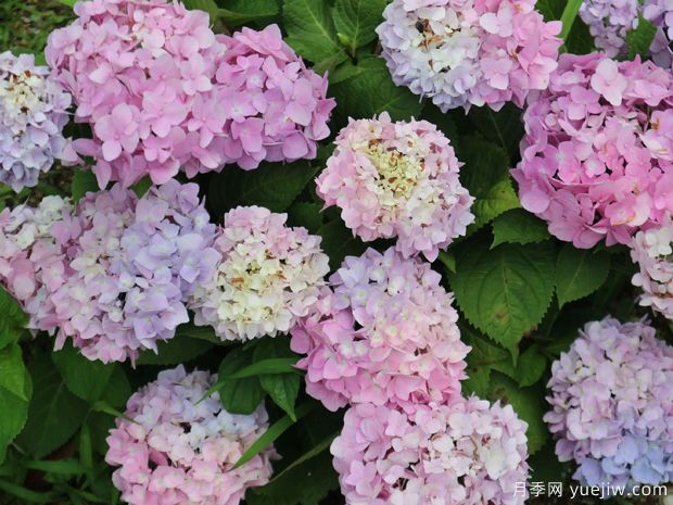 不同品種的繡球開花后如何修剪？(圖1)