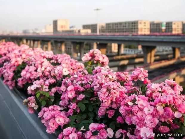 全國苗木花卉交易市場有哪些？(圖1)