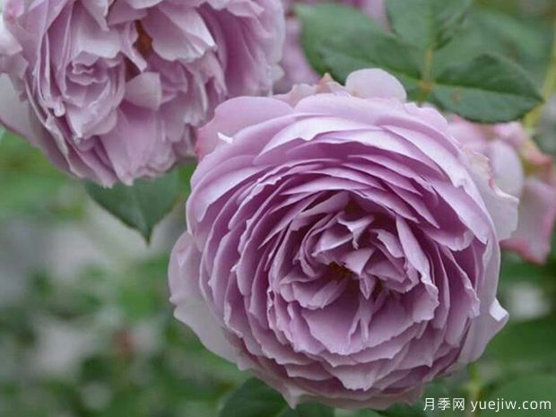推薦20種少刺月季品種，不僅好打理還開花美(圖5)