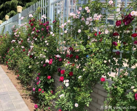 天水市花月季美麗開放，為城市景觀增資添彩(圖1)