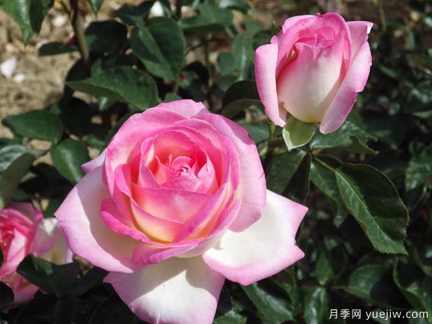 月季入門品種推薦：切花朱麗葉、摩納哥公主、摩納哥公爵(圖2)