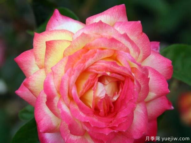 分享10種大花月季品種，開(kāi)花鮮艷，香味清新(圖2)