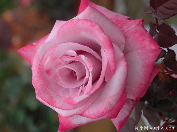 分享10種大花月季品種，開(kāi)花鮮艷，香味清新(圖3)