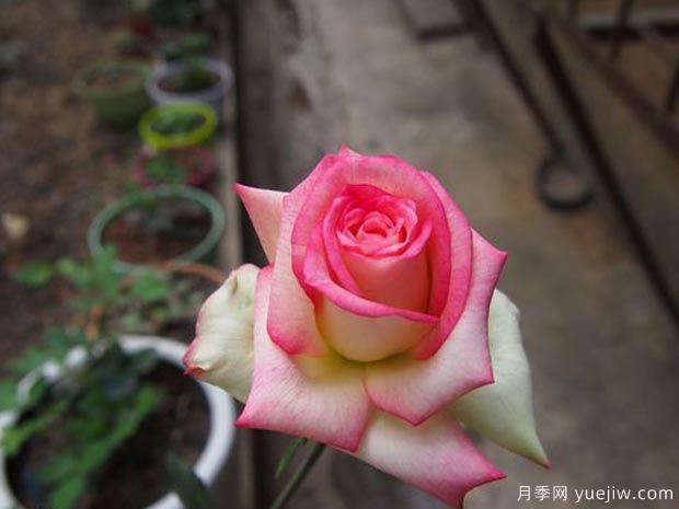 分享10種大花月季品種，開(kāi)花鮮艷，香味清新(圖10)