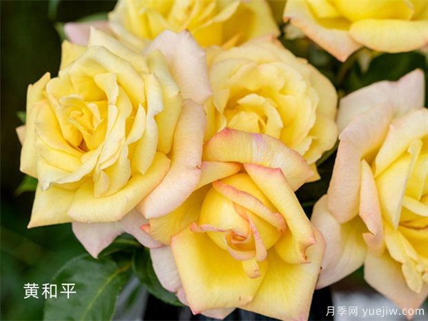 十個(gè)經(jīng)典大花月季品種介紹，花香濃郁，花朵大似巴掌(圖5)