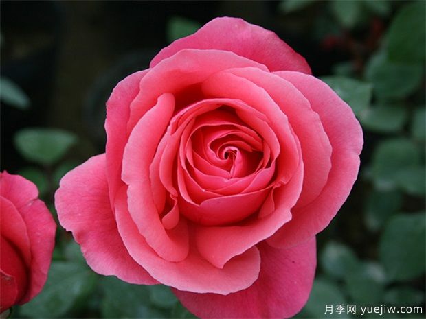 rose是什么，玫瑰和月季的區(qū)別到底在哪！(圖1)
