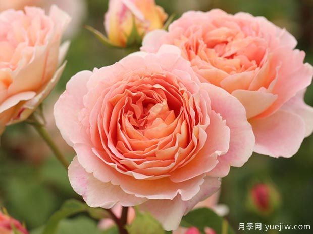 推薦8種水果香味月季，總有一種讓你陶醉(圖1)