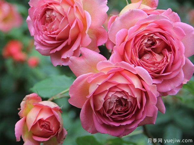 推薦4種月季，隨便一養(yǎng)就爆花，夏天耐熱不怕曬(圖1)