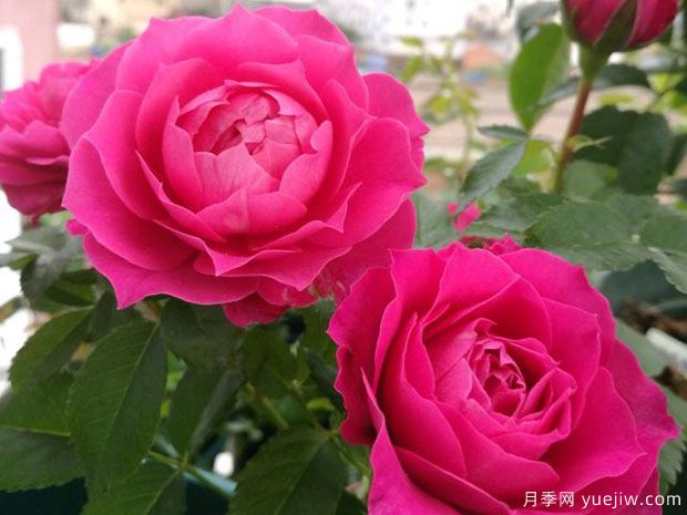 雙子座月季的優(yōu)缺點(diǎn)是什么？(圖1)