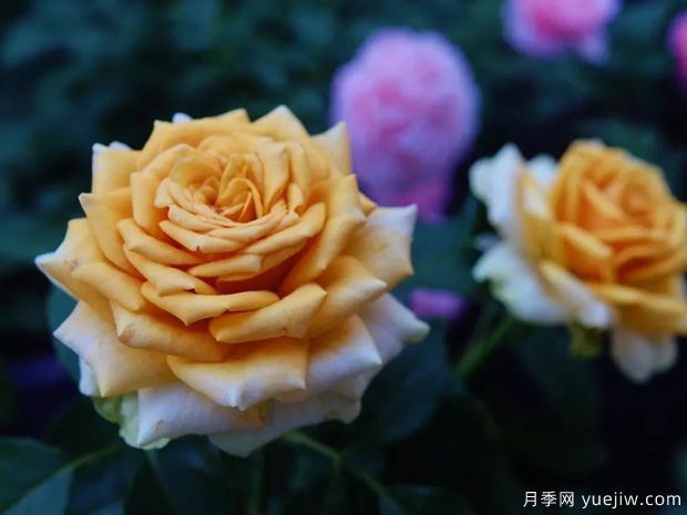 10月北方氣溫驟降，苗木應(yīng)該如何養(yǎng)護(hù)管理？(圖1)