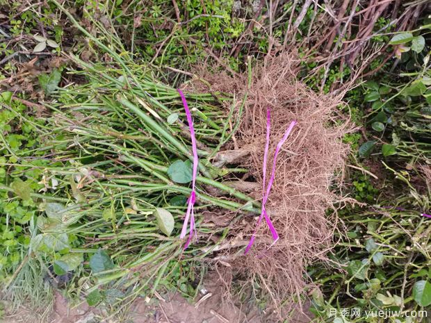 月季裸根苗到手后該如何處理，裸根苗的正確栽植方法(圖1)