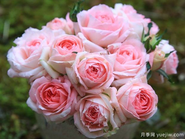 月季夏花丑，這4個品種試試，夏花美比春花(圖1)