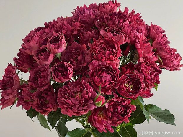 紅茶??录?圖3) 紅茶海葵月季(圖3)