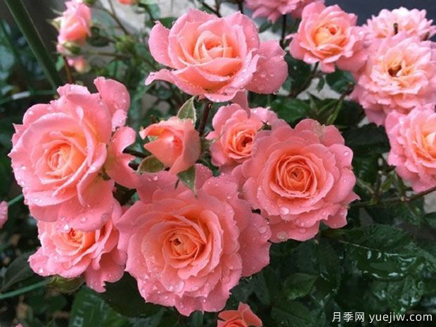 三文魚陽臺(tái)月季(圖3)