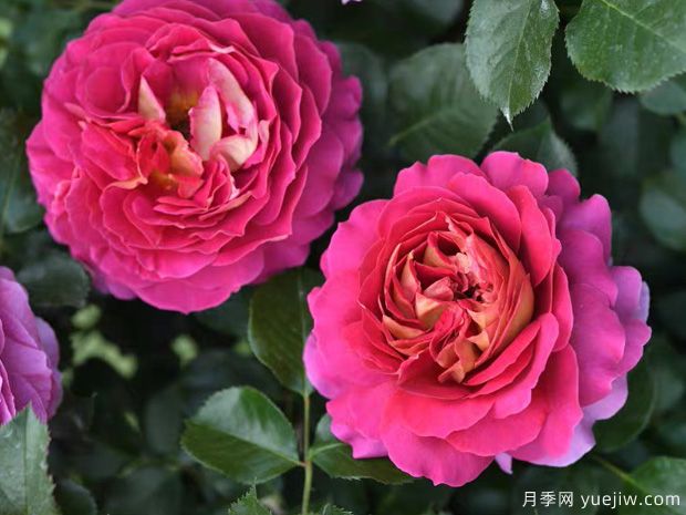 推薦11個(gè)香味濃郁的月季品種，開花令人陶醉(圖7)