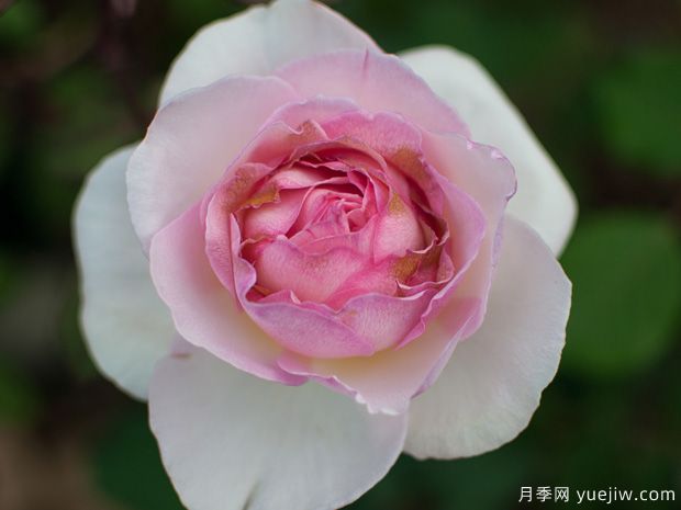 夏莉法阿斯瑪月季的優(yōu)缺點(diǎn)是什么？(圖1)