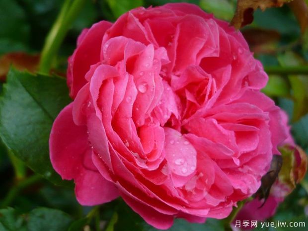 粉色花環(huán)月季/莫恩莫恩/粉紅陽臺(tái)/粉色門廊(圖1)