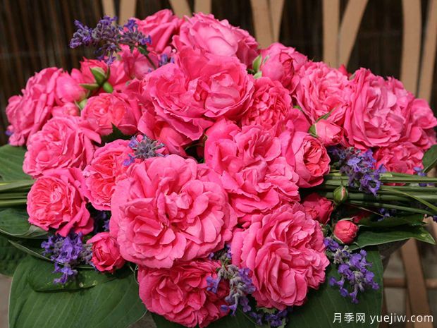 粉色花環(huán)月季/莫恩莫恩/粉紅陽臺(tái)/粉色門廊(圖4)