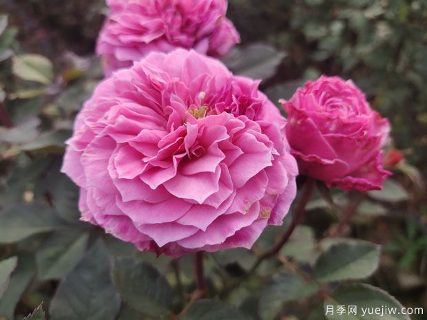 花盆種月季如何長好？挑品種澆好水施好肥(圖1)
