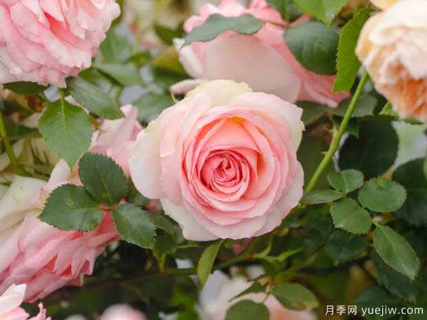月季花如何施肥能花多色艷？月季施肥時間注意點(diǎn)(圖1)